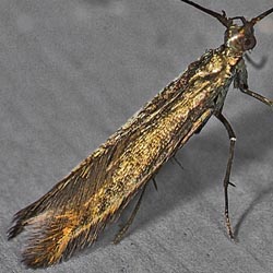 Coleophora trifolii Coleophora trifolii